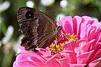 Minois dryas Minois dryas